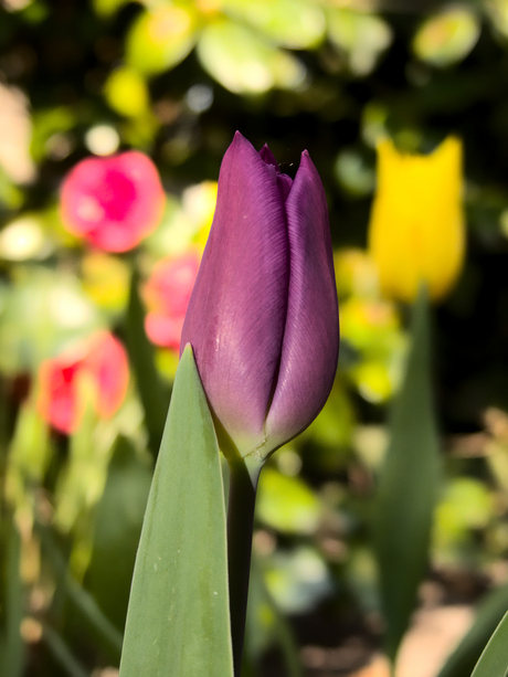 Tulp