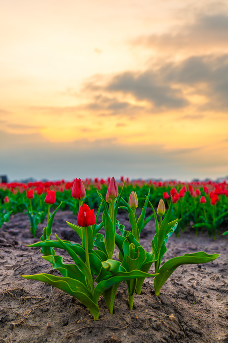 een bossie rode tulpen