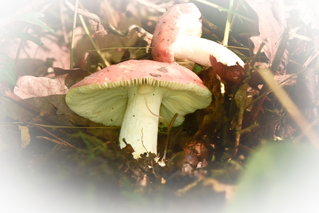 Paddenstoelen 