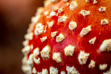 Paddenstoel Vliegenzwam