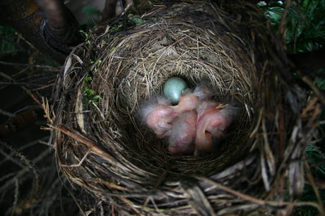 gevuld vogelnestje