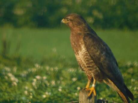 FB_IMG_1595717714347