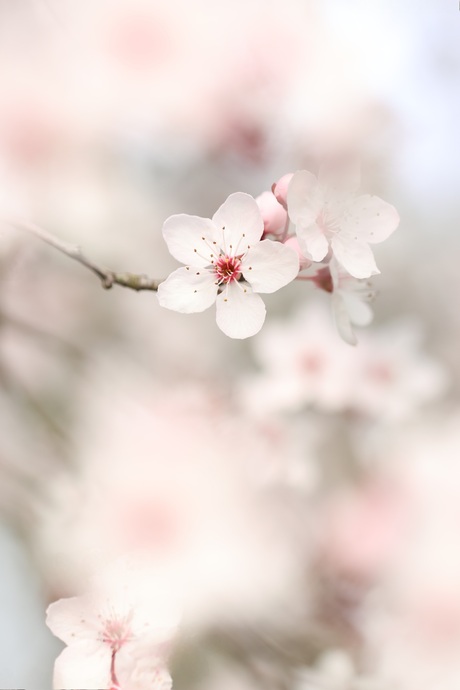 Dromerige pruimenbloesem