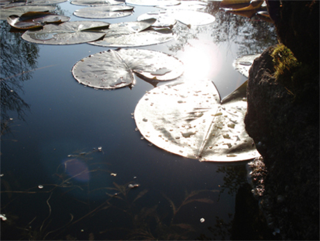 Waterplanten