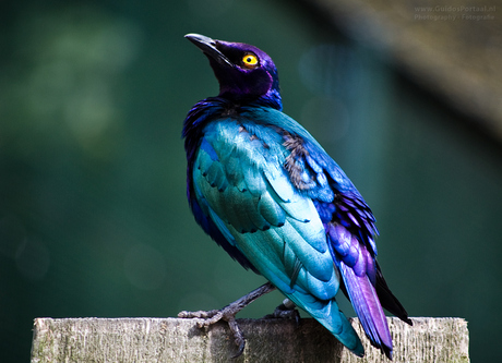 Ruppell's Glossy Starling