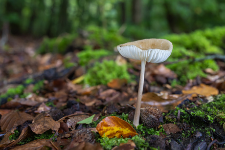 Fragiele paddenstoel