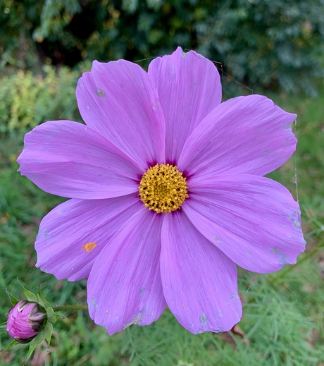 Bloem in november brengt kleur aan de natuur