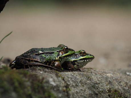 Groene kikker