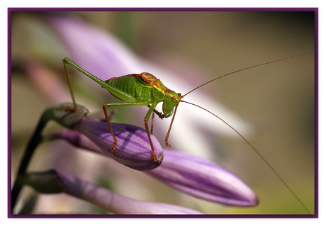 On the Hosta del sol