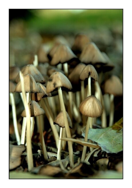 Nog meer paddestoelen!