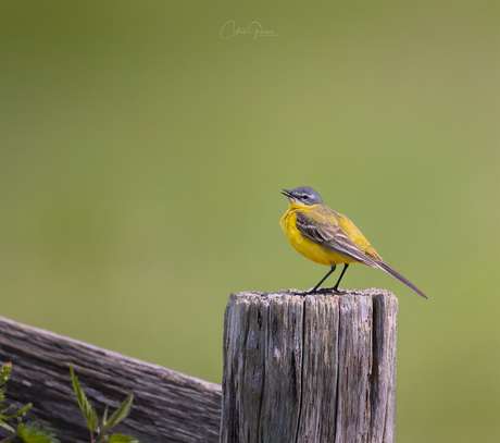 Western Yellow Wagtail-Gele Kwikstaart