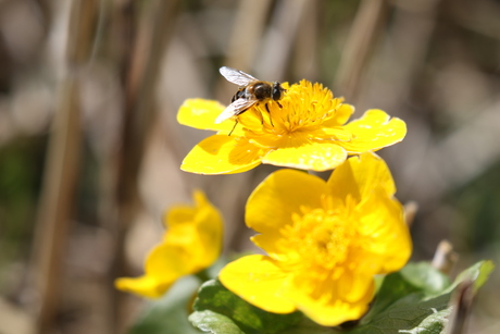 Dotterbloem met bezoek