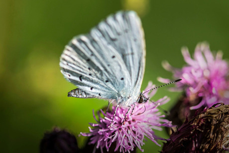 Vlinder boomblauwtje