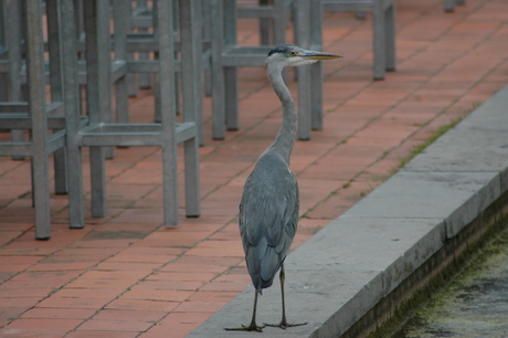 Reiger aan vijver Gemeentemuseum Den Haag