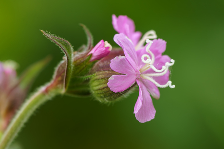 Klein en rose … 