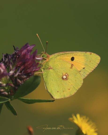 Oranje luzernevlinder