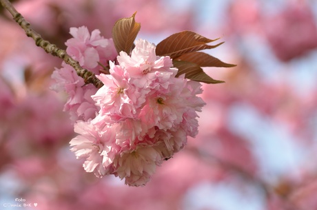 Lente