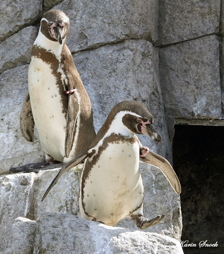 "Pinguinpret..."