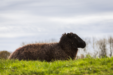 Het zwarte schaap! 