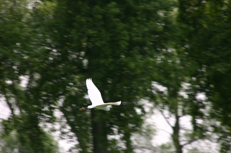 Zilverreiger