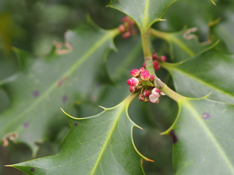 In de Leidse hout