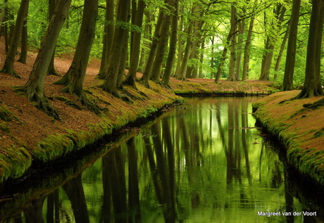 Groen bos en groen water