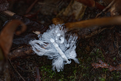 de winter en veren met druppels