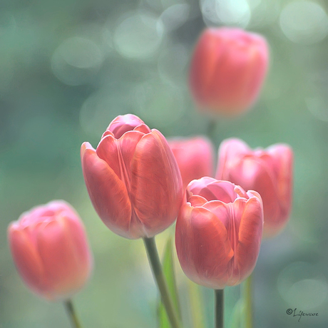 Tulpen