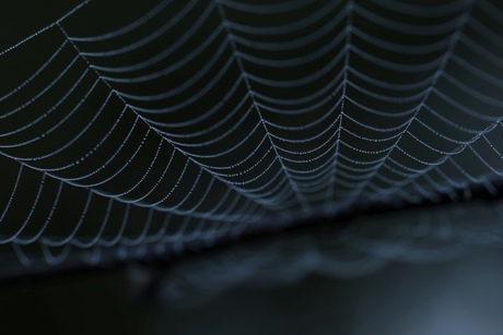 Web