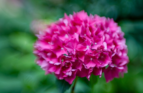 Hortensia, babylens G3