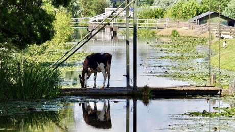 Als er een koe over de brug is…