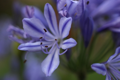 agapanthus 2