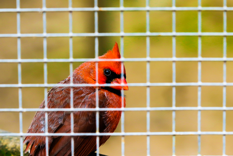 Red Cardinal / Rode kardinaal