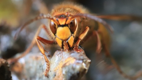 Europese Hoornaar @Blauwe Kamer