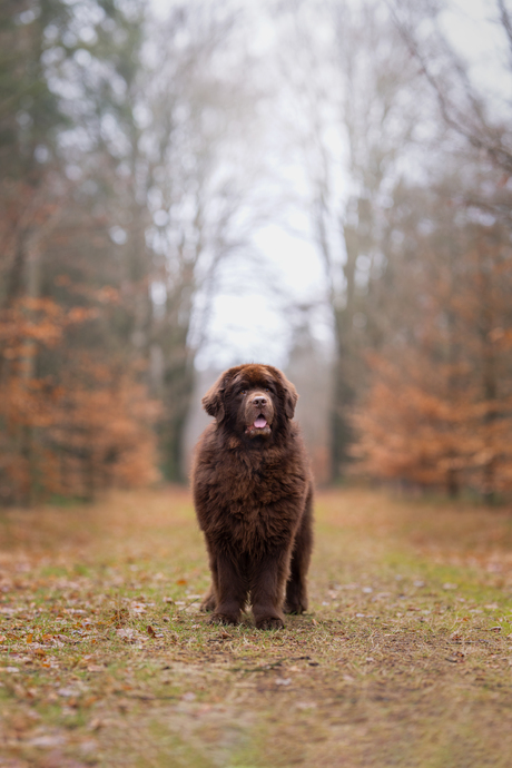 Big bear in the woods.