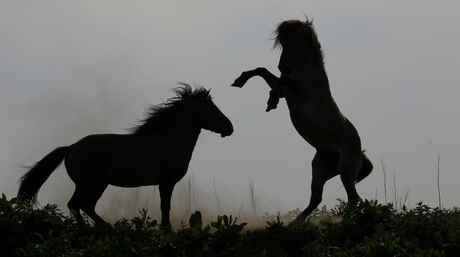 horses 2