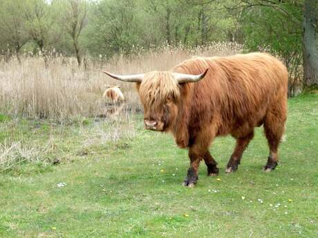 schotse hooglander