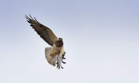 Buizerd in de bocht