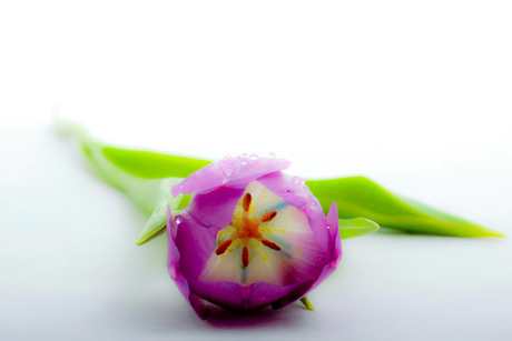 Paarse tulp