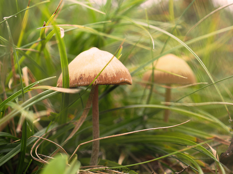 Paddenstoeltjes in het gras