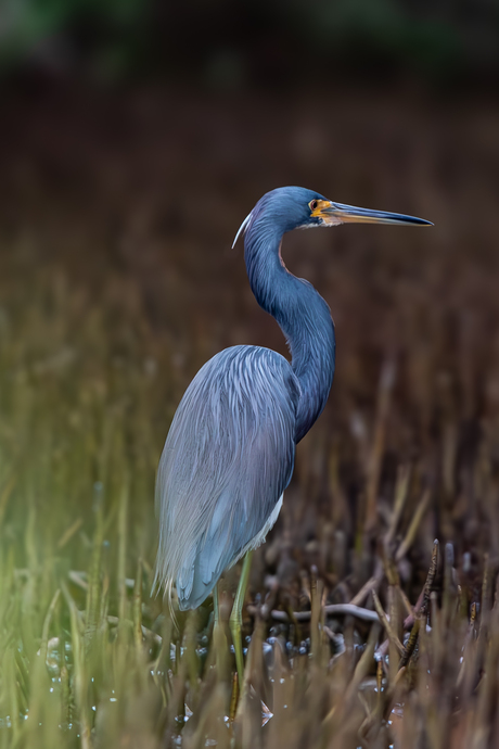 Blauwe reiger