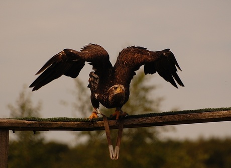 een vogel