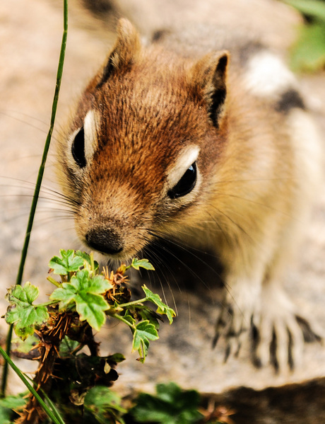 Squirrel in Canada