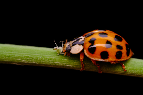 Ladybird eating an aphid