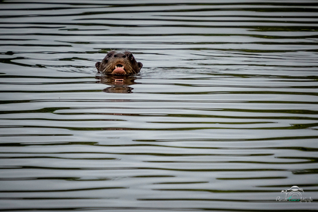 Otter Peru