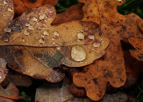 Herfstblad met waterdruppels