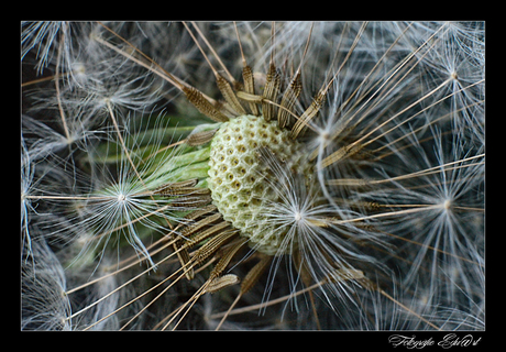  Paardenbloem - Taraxacum officinale sectie Ruderalia,