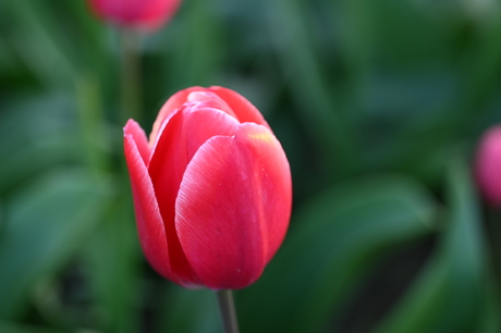 Lisse van het Noorden