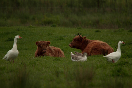 Samen in het gras