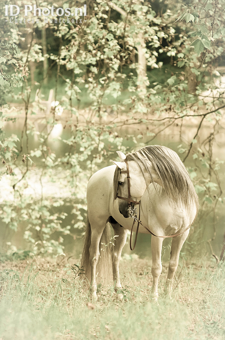 Andalusier horse